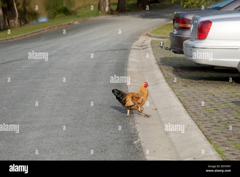 La Strada degli Aghi: Cos'è Chicken Road e perché è così popolare in Italia?